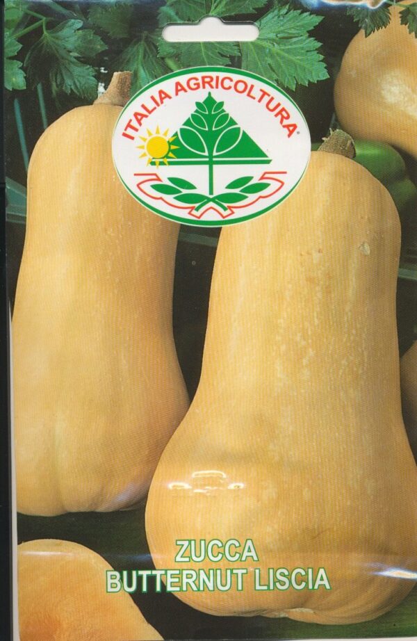 Græskar, Butternut - Liscia