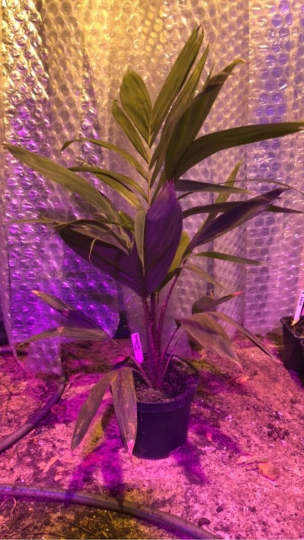 Slangeskindsfrugt - Salacca zalacca - PLANTE