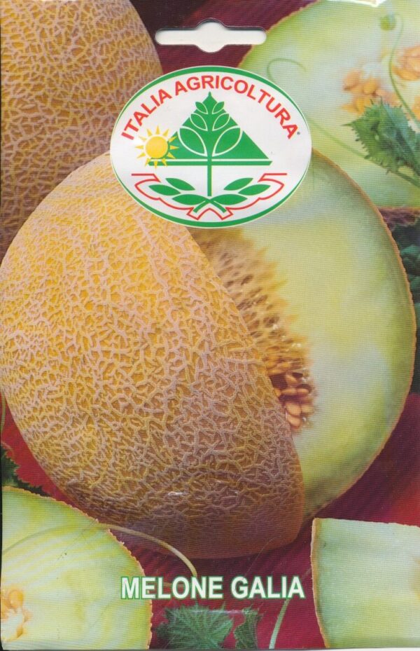 Melon - Galia