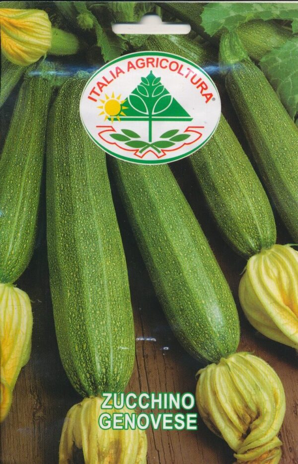 Squash - Genovese