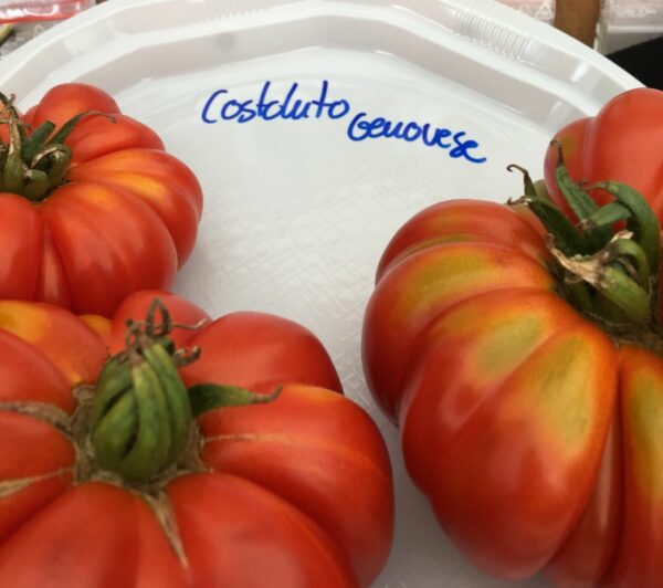 Costoluto Genovese - Tomat - Image 7