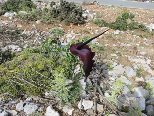 Voodoo lilje  - Dracunculus vulgaris - knold - Image 4
