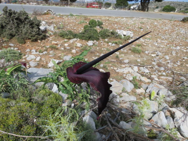 Voodoo lilje  - Dracunculus vulgaris - knold