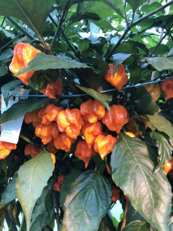 Bhut Orange Copenhagen -  'Flower Shape' - C. chinense - Billede 4