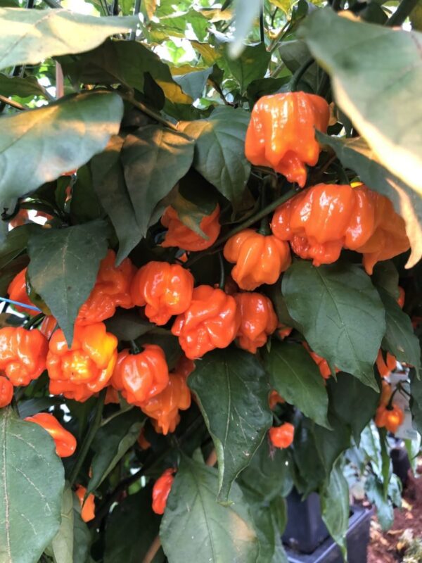Bhut Orange Copenhagen -  'Flower Shape' - C. chinense - Billede 3