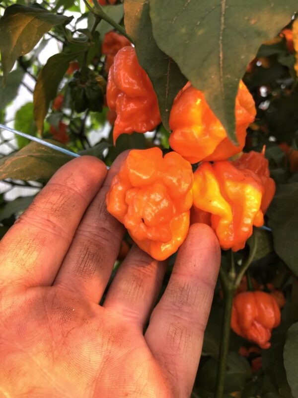 Bhut Orange Copenhagen -  'Flower Shape' - C. chinense - Billede 2