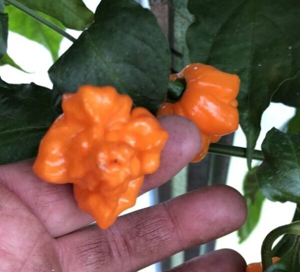 Bhut Orange Copenhagen -  'Flower Shape' - C. chinense