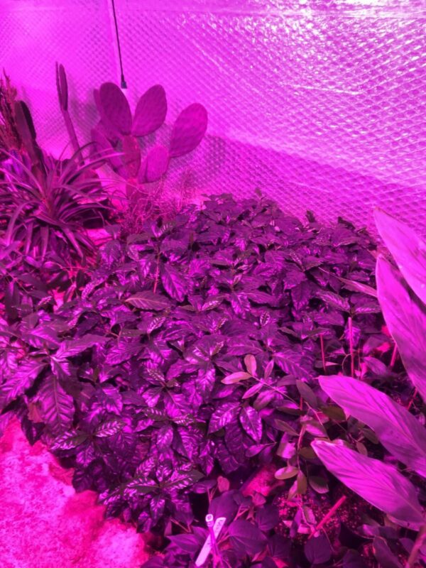 Kaffeplante - C. arabica - Plante - Image 2