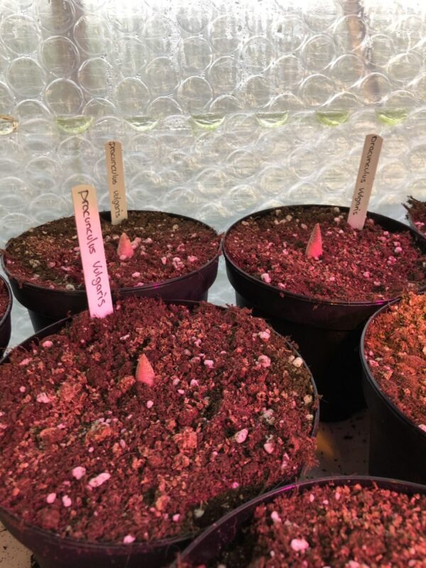 Voodoo lilje  - Dracunculus vulgaris - knold - Image 2