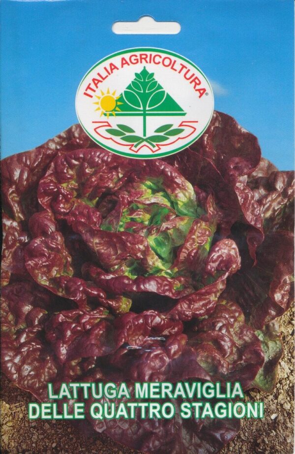 Salat, Blad - Meraviglia Delle Quattro Stagioni