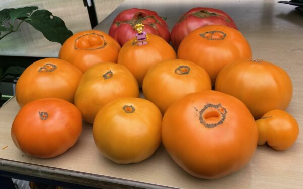 Summer Cider Apricot - Tomat - Image 2