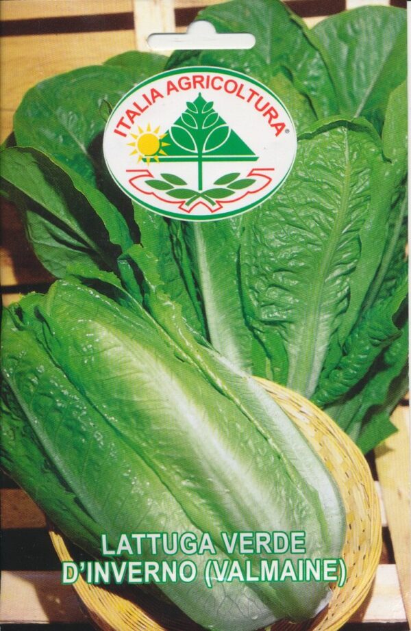 Salat, Valmaine - Verde D'Inverno