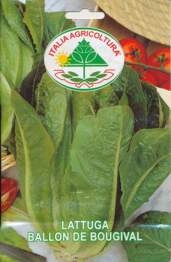 Salat, Romaine - Ballon de Boungival