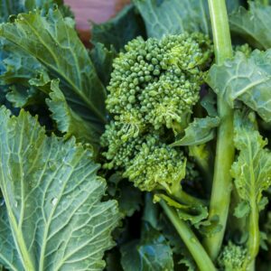 Rapini - Broccoletto