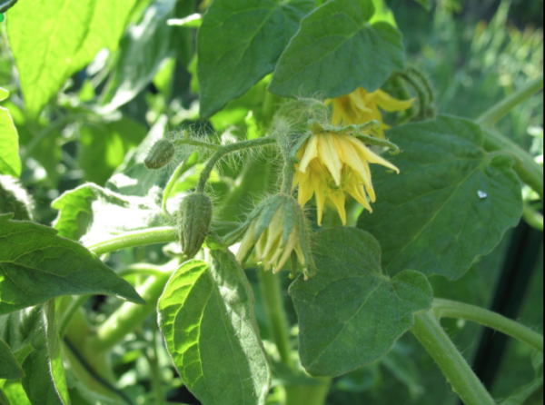 Costoluto Genovese - Tomat - Image 4