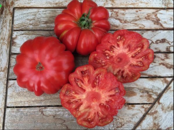 Costoluto Genovese - Tomat