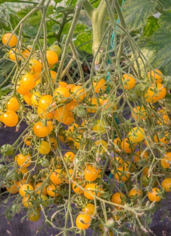 Mirabelle Cherry - Tomat