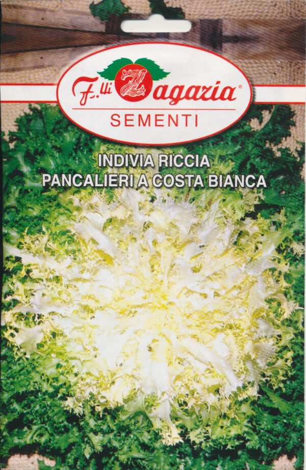 Salat, Kruset Endivie - Pancalieri a Costa Bianca