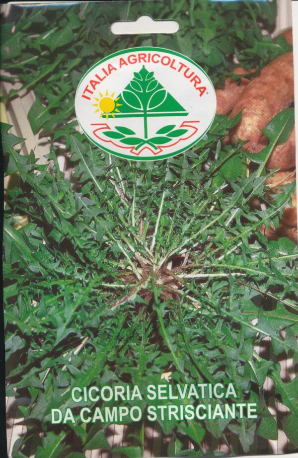 Cikorie, blad - Da Campo Strisciante