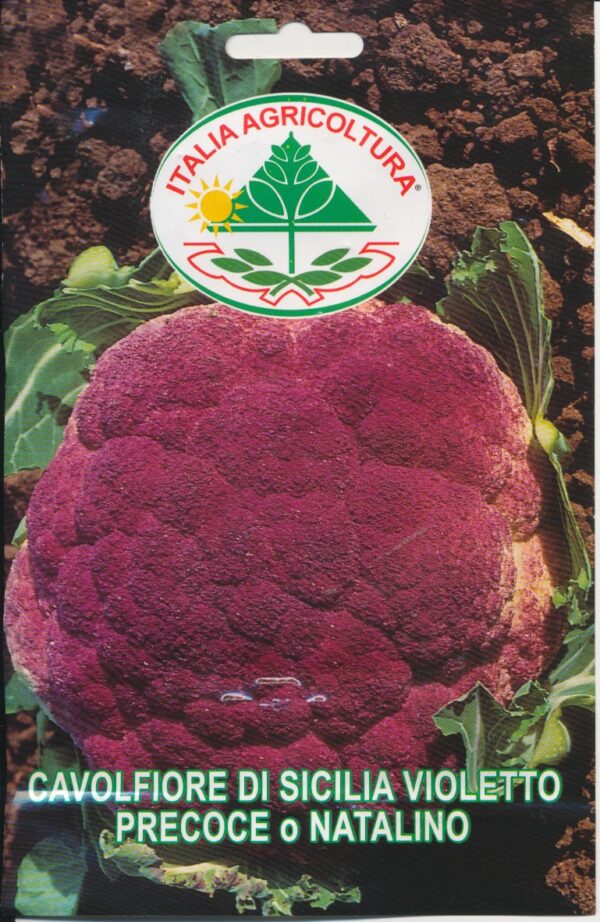 Kål, Blomkål - Di Sicilia Violetto Precoce o Natalino