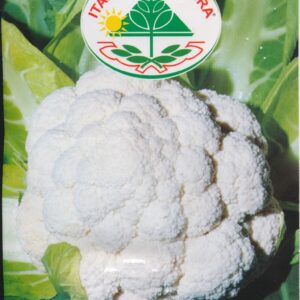 Kål, Blomkål - Precoce Di Toscana 2