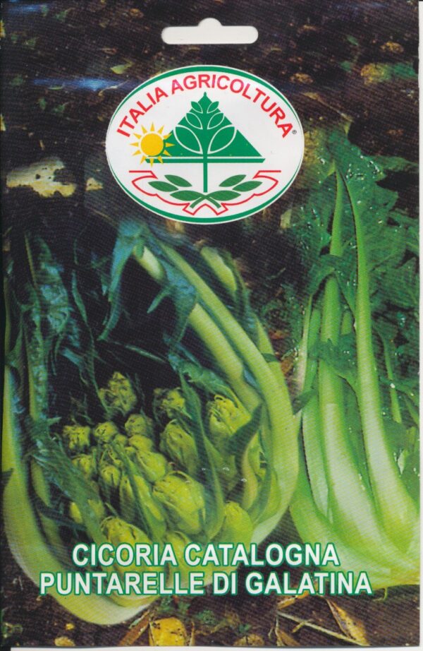 Cikorie, Hoved - Puntarelle Di Galatina
