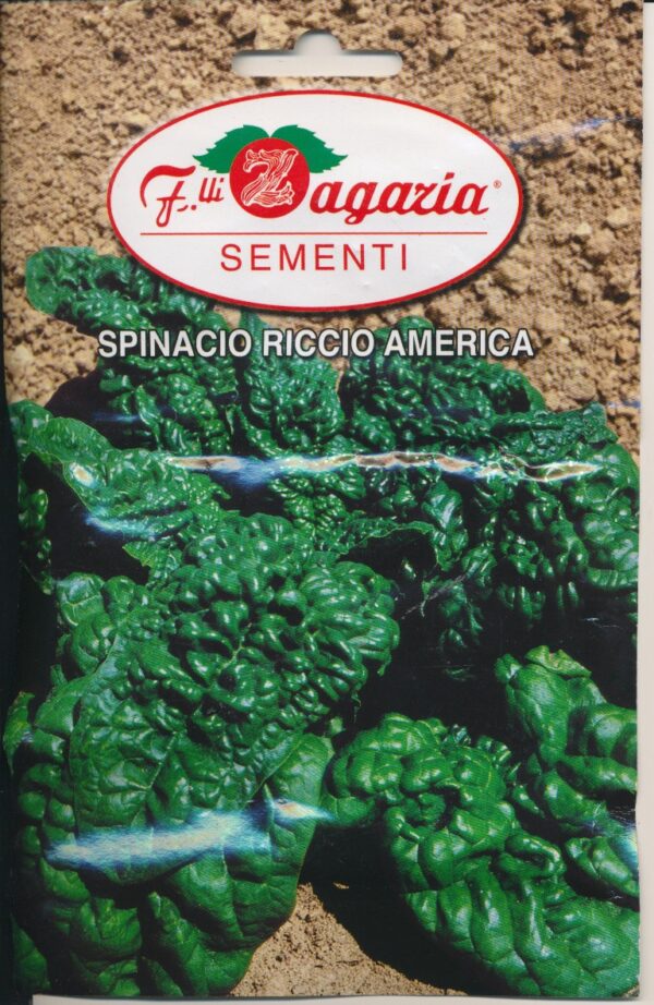 Spinat - Riccio America
