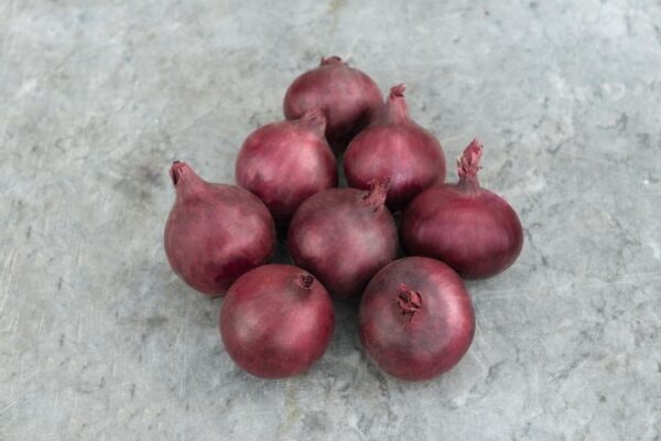 Stikløg - Allium cepa var. cepa 'Red Baron'