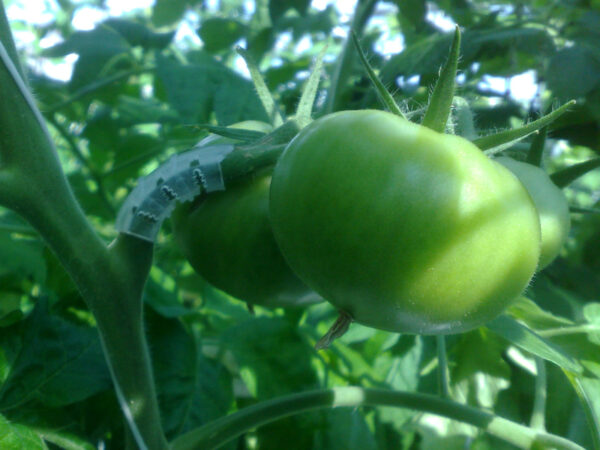 Tomatklasebeskytter - 50 stk - Image 5