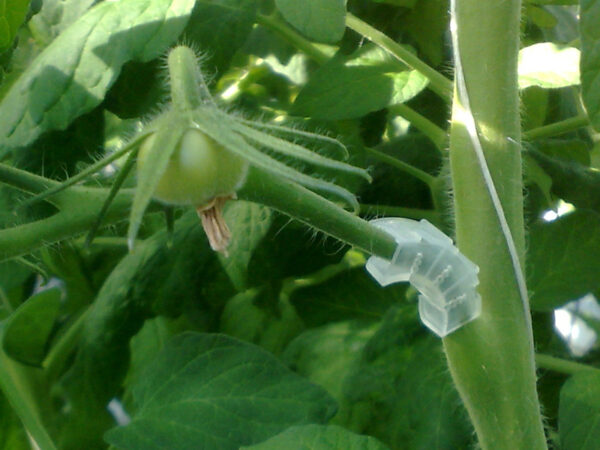 Tomatklasebeskytter - 50 stk - Image 6
