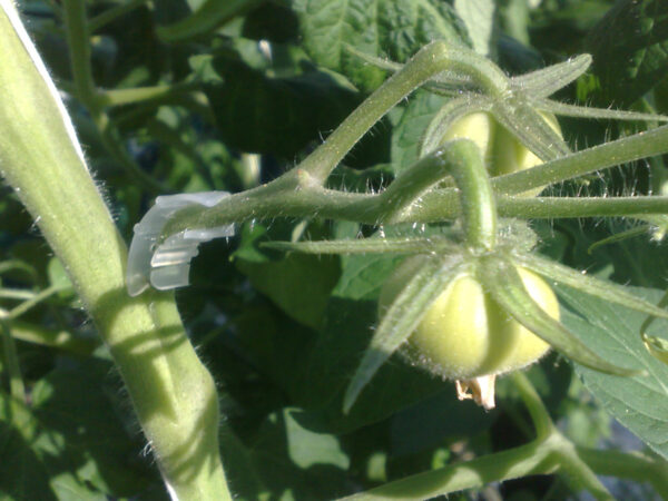 Tomatklasebeskytter - 50 stk - Image 3