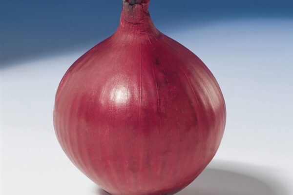 Stikløg - Allium cepa var. cepa 'Red Baron' - Image 2