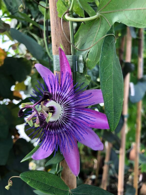 Passiflora ' Amethyst' - plante - Image 3
