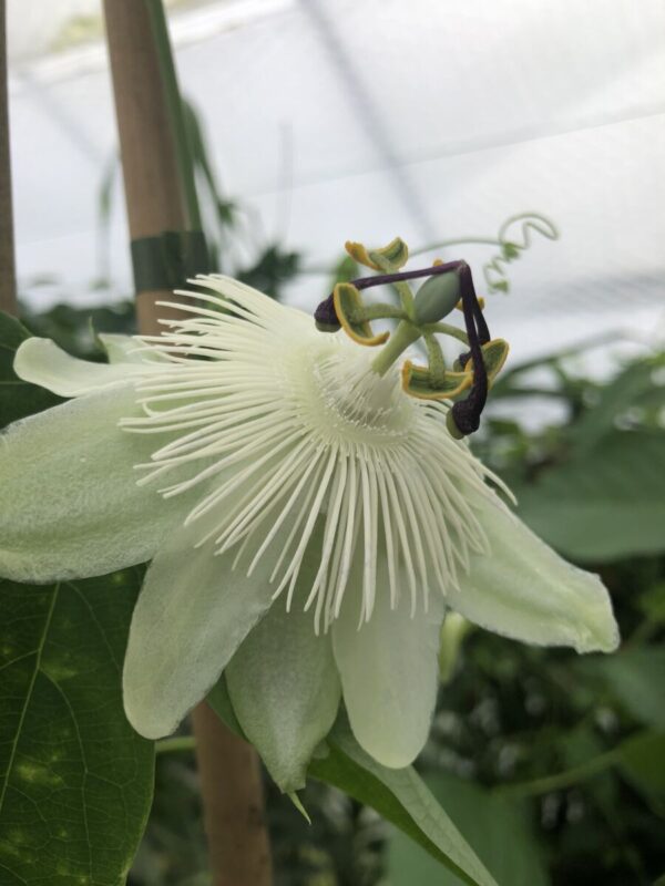 Passiflora 'Snow Queen' - plante - Billede 4