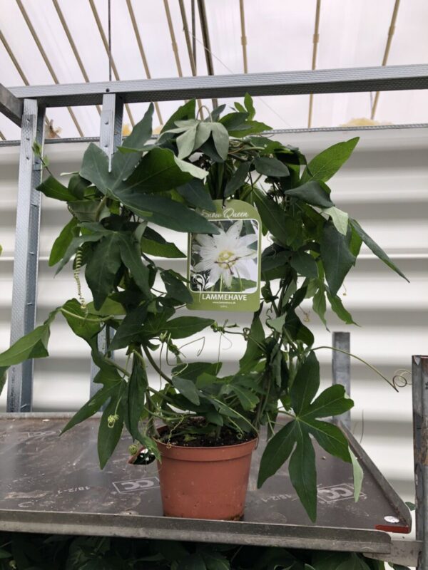Passiflora 'Snow Queen' - plante - Billede 3