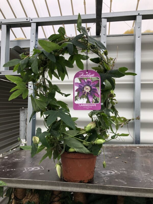 Passiflora ' Amethyst' - plante - Image 2