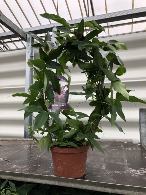 Passiflora 'Eynsford Gem' - plante - Image 2