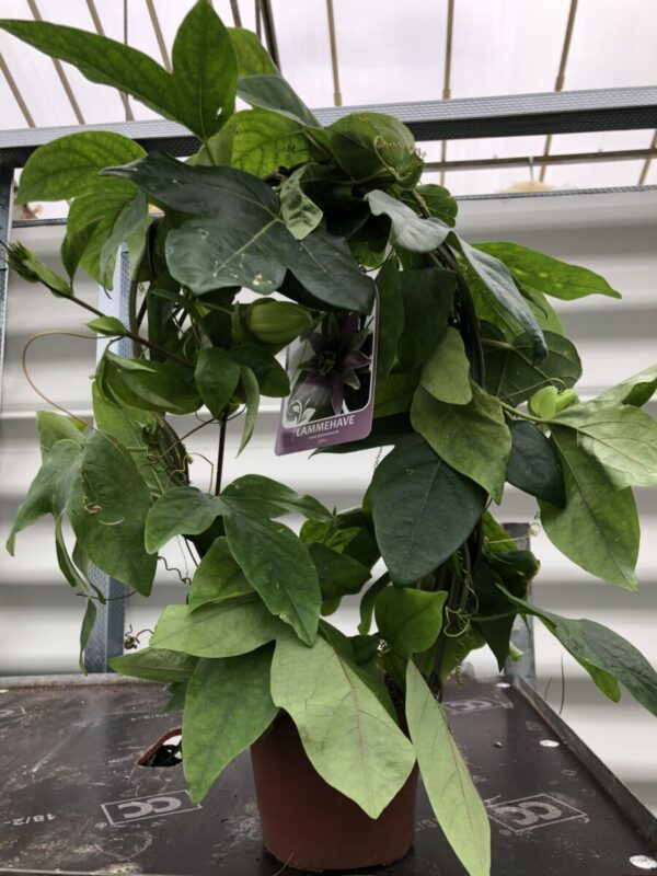 Passiflora 'Empress Euginie' - plante - Billede 2