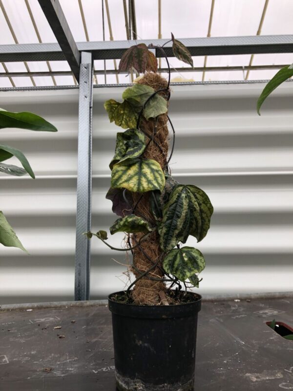 Passiflora organensis - plante - Image 3