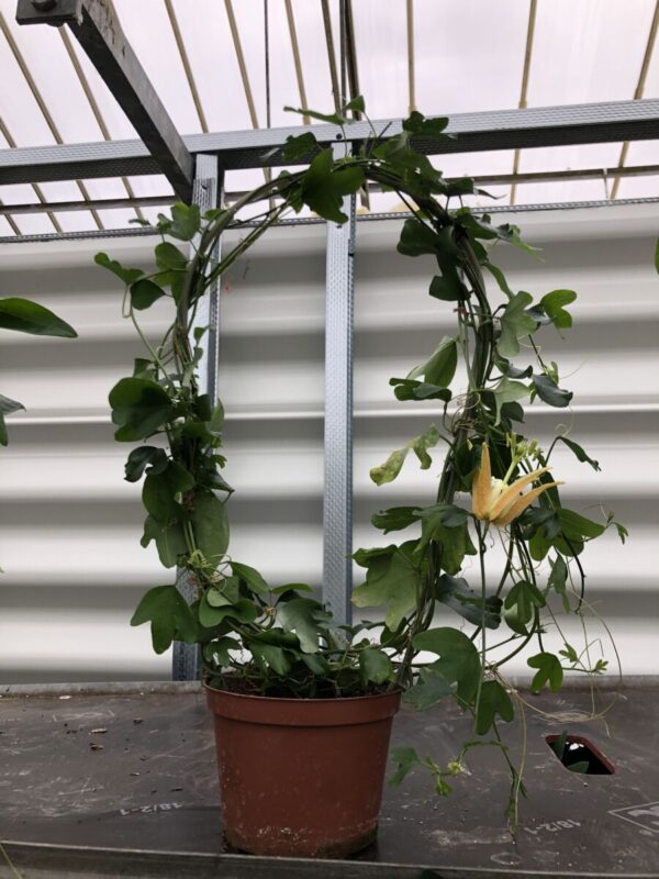 Passiflora aurantia - plante - Image 2