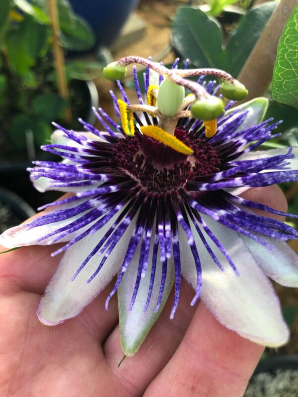 Passiflora - 3 planter uspec. - Image 8