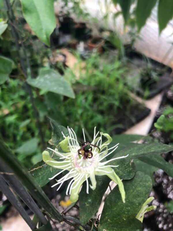 Passiflora - 3 planter uspec. - Image 4