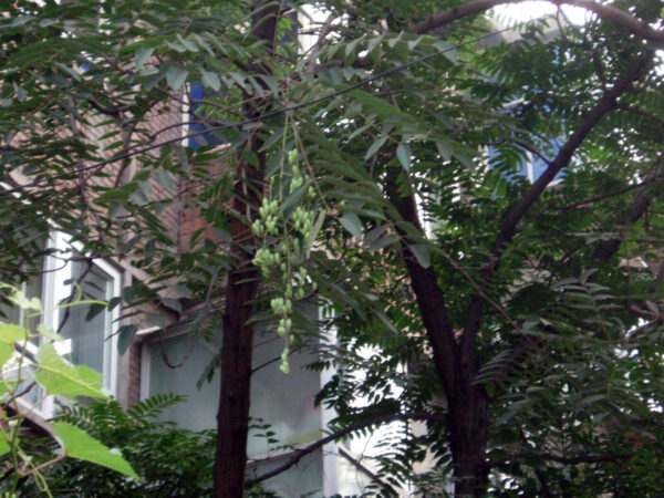 Kinesisk Mahogni - Toona sinensis