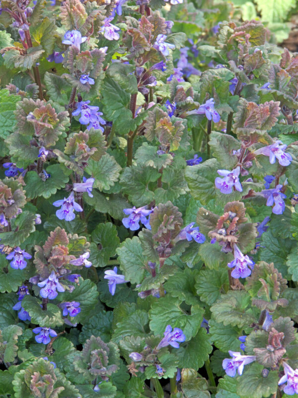 Korsknap - Glechoma hederacea