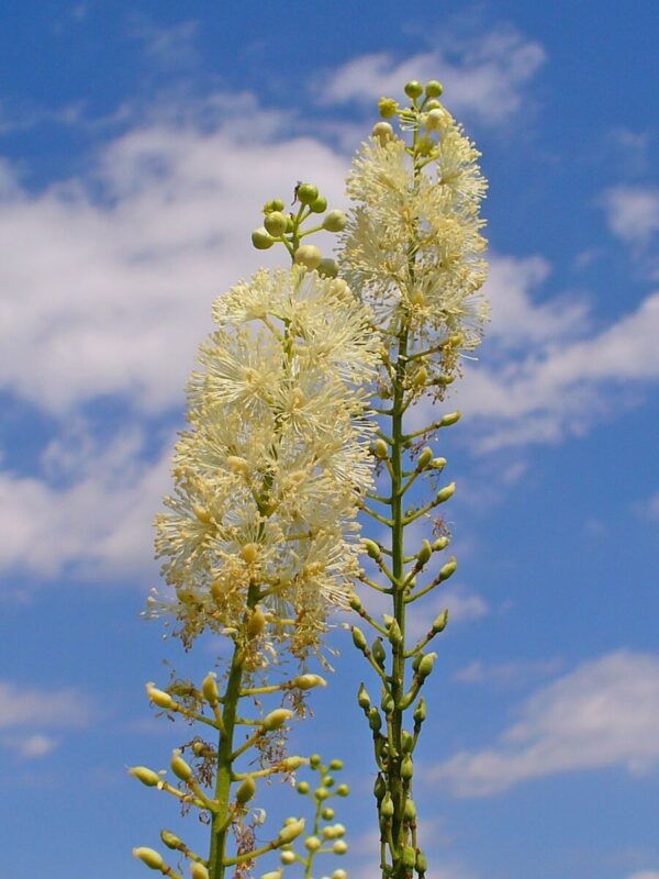 Sort Sølvlys - Actaea racemosa