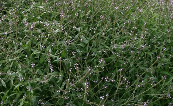 Læge Jernurt - Verbena officinalis