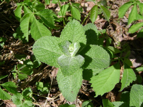 Æble Mynte - Mentha suaveolens- Bowles Apple mint