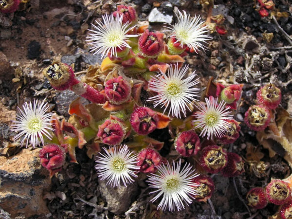 Ismiddagsblomst - Mesembryanthemum crystallinum