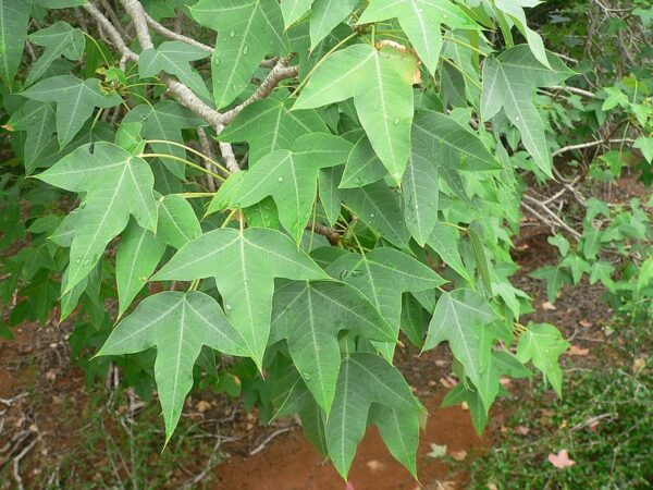 Madagascar Jatropha - Jatropha mahafalensis