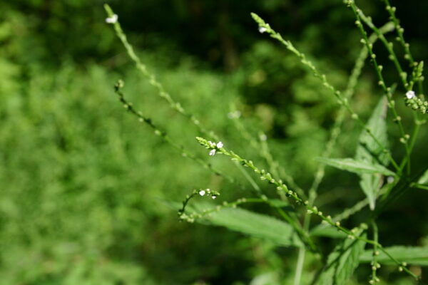 Hvid Jernurt - Verbena urticifolia